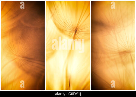 Composition - Vintage aquarelle monochrome Résumé Contexte - fleur de pissenlit Banque D'Images