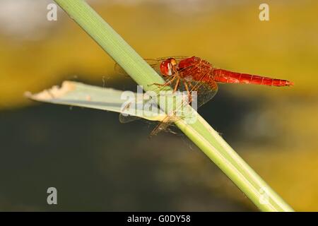 Rose rouge vert Banque D'Images