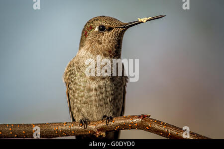 Hummingbird sur une branche Banque D'Images