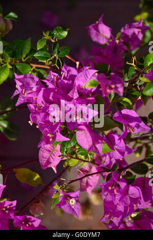 Bougainvillea vignes ornementales épineuse au Mexique Banque D'Images