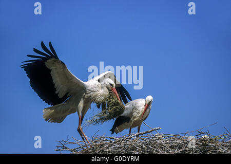 Cigogne Blanche (avec matériel de nidification sur son nid Banque D'Images