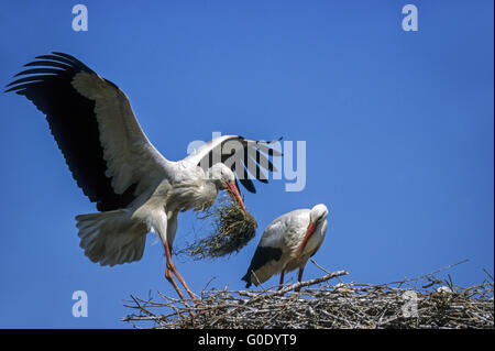 Cigogne Blanche (avec matériel de nidification sur son nid Banque D'Images