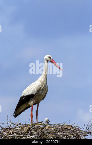 Cigogne Blanche oiseau oiseaux juvéniles et adultes Banque D'Images