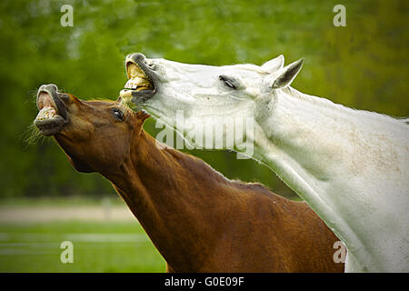 Chevaux fous Banque D'Images