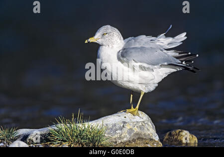 Ring-billed Gull oiseaux adultes en plumage d'hiver Banque D'Images