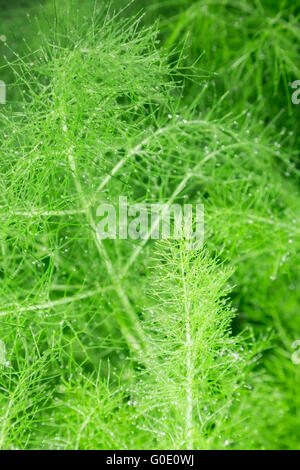 Belles feuilles vert plumeux de fenouil. abstract background Banque D'Images