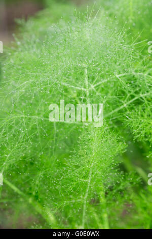 Belles feuilles vert plumeux de fenouil. abstract background Banque D'Images