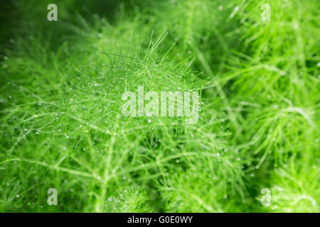 Belles feuilles vert plumeux de fenouil. abstract background Banque D'Images