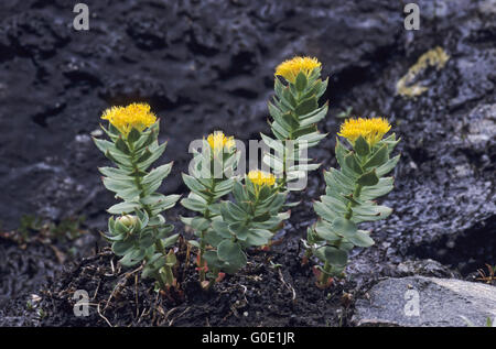 Racine d'or ont des plantes mâles et femelles Banque D'Images