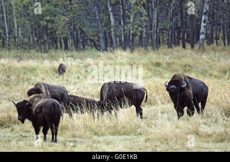 Bison américain bull scent à côté d'un groupe de vaches Banque D'Images