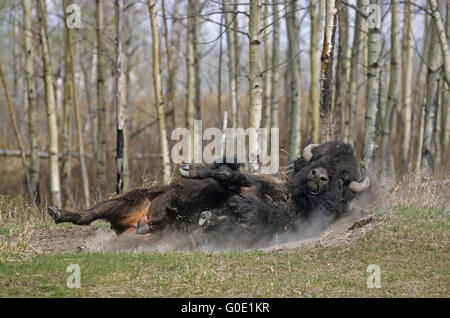 Bison américain bull prend un bain de sable Banque D'Images