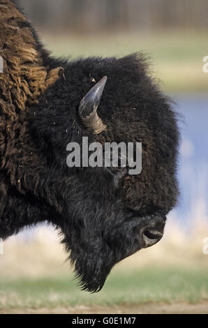 Portrait d'un Bison d'Amérique bull dans la prairie Banque D'Images