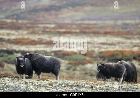 Dans les mollets de Muskox toundra autumnally Banque D'Images