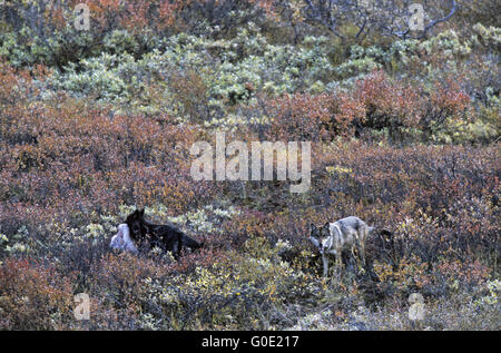 Black Wolf cub avec les vestiges d'une Dall sk Banque D'Images