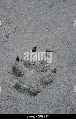 Wolf Tracks sur une banque de gravier à Rocky River Banque D'Images