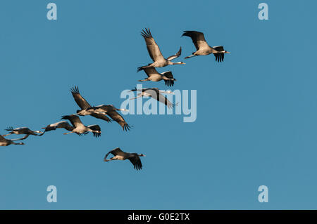 Grues Cendrées en Allemagne Banque D'Images