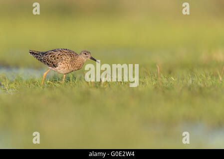 Ruff Banque D'Images