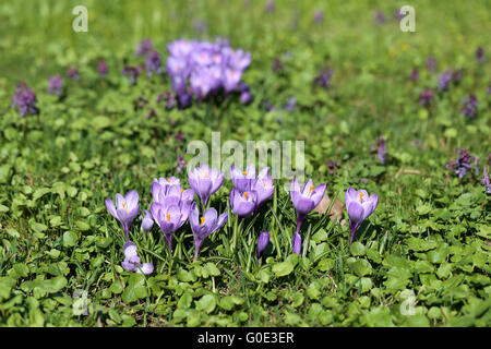 Belle photo de crocus mauve sur l'herbe de printemps Banque D'Images