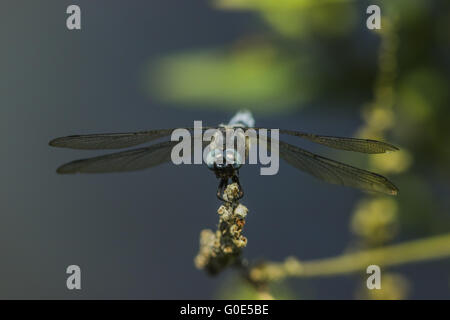 (Orthetrum coerulescens skimmer carénées) Banque D'Images