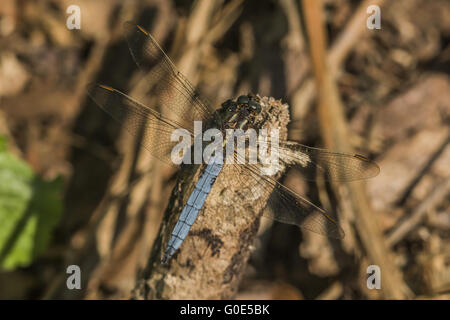 (Orthetrum coerulescens skimmer carénées) Banque D'Images