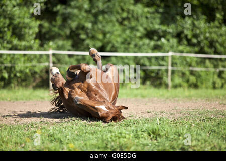 Les placer à l'arrière du cheval et le plaisir de rouler dans le sable Banque D'Images