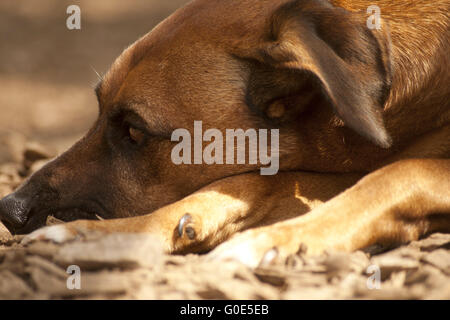 Couchage chien Banque D'Images