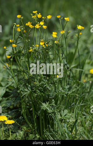 Meadow buttercup, Ranunculus acris Banque D'Images