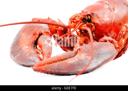 Homard Bouilli isolated Banque D'Images