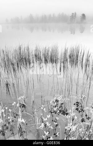 Matin brouillard sur un lac, Laponie, Suède Banque D'Images