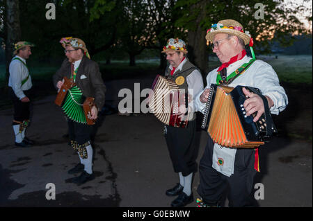 Watford, Royaume-Uni. 1 mai 2016. La Woodside Morris Men effectuer une danse traditionnelle Morris dans Cassiobury Park, Watford, au nord-ouest de Londres, au lever du soleil pour célébrer le premier mai et la venue de l'été dans les rituels qui remontent à des centaines d'années. La tradition veut que le rituel de la danse à ce moment apporte une ambiance chaleureuse et fertile de l'été. L'exécution des bâtons et des mouchoirs pour purifier l'air et de service de la terre, les danseurs sont accompagnés par des musiciens jouant des instruments traditionnels. Crédit : Stephen Chung / Alamy Live News Banque D'Images