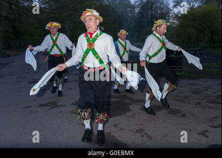 Watford, Royaume-Uni. 1 mai 2016. La Woodside Morris Men effectuer une danse traditionnelle Morris dans Cassiobury Park, Watford, au nord-ouest de Londres, au lever du soleil pour célébrer le premier mai et la venue de l'été dans les rituels qui remontent à des centaines d'années. La tradition veut que le rituel de la danse à ce moment apporte une ambiance chaleureuse et fertile de l'été. L'exécution des bâtons et des mouchoirs pour purifier l'air et de service de la terre, les danseurs sont accompagnés par des musiciens jouant des instruments traditionnels. Crédit : Stephen Chung / Alamy Live News Banque D'Images