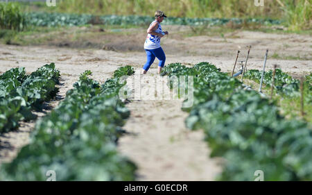 Cape Town, Afrique du Sud. 30 avril, 2016. Un porteur passe devant la plantation de choux au cours de la province de l'Ouest Ligue de cross-country à l'établissement correctionnel de Pollsmoor le 30 avril 2016 à Cape Town, Afrique du Sud. Photo par Roger Sedres/Gallo Images/Alamy Live News Banque D'Images