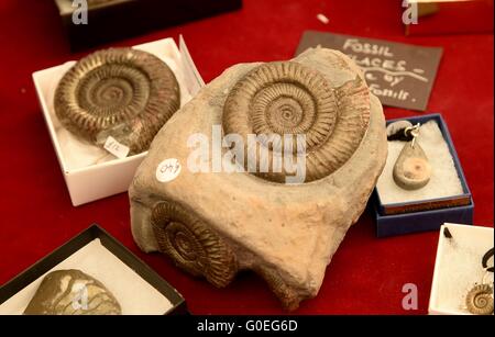 'Festival' fossile Lyme Regis, dans le Dorset, Angleterre, Royaume-Uni Banque D'Images