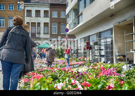 Binche, Belgique. 1er mai 2016. Fleurs traditionnelles et le jardinage dans le marché de la gare ferroviaire, 1 mai 2016, à Binche, en Belgique dans le cadre de Village Provincial Fair Credit : Skyfish/Alamy Live News Banque D'Images