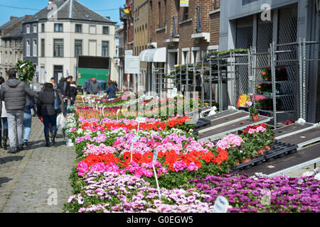 Binche, Belgique. 1er mai 2016. Fleurs traditionnelles et le jardinage dans le marché de la gare ferroviaire, 1 mai 2016, à Binche, en Belgique dans le cadre de Village Provincial Fair Credit : Skyfish/Alamy Live News Banque D'Images