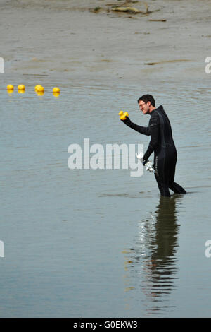 Maldon, Essex, Royaume-Uni. 1er mai 2016. Le personnel de sécurité choix du gagnant de la course de canards de la rivière Blackwater, peu avant le début de la course dans la boue de Maldon Maldon, est de l'Angleterre. Crédit : Michael Preston/Alamy Live News Banque D'Images