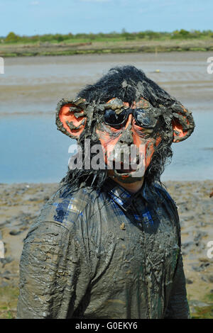 Maldon, Essex, Royaume-Uni. 1er mai 2016. Un participant dans un costume de singe sur la ligne d'arrivée de la course annuelle de boue Maldon Maldon, dans l'Est de l'Angleterre. Est née en 1973, la course course concurrents implique autour d'un parcours à travers la rivière Blackwater dans l'Essex, à marée basse. Crédit : Michael Preston/Alamy Live News Banque D'Images