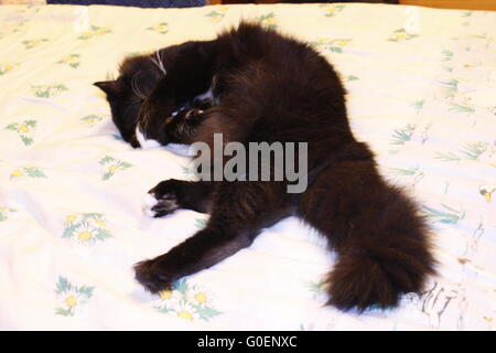 Chat noir sur blanc allongé le lit Banque D'Images