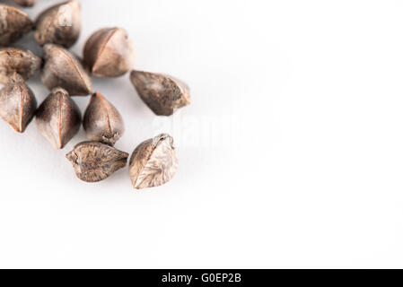 Le sarrasin (Fagopyrum esculentum) graines sur fond blanc Banque D'Images