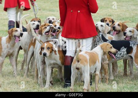 Foxhounds avec Hunter Banque D'Images