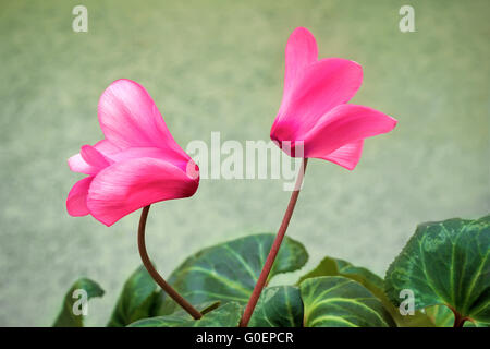 Deux fleurs fleurs de cyclamen à feuilles vertes. Banque D'Images