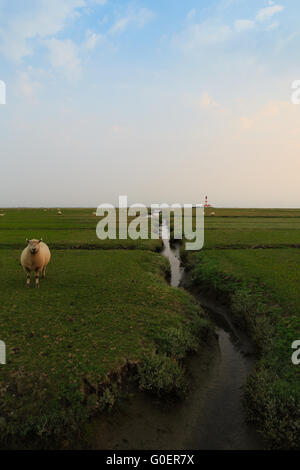 Moutons en face de Leuchtturm Büsum Banque D'Images