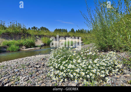 Marguerites sur les rives rocheuses d'une petite rivière Banque D'Images
