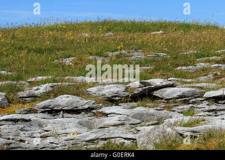 Paysage de Burren avec prairies négligées, Irlande Banque D'Images