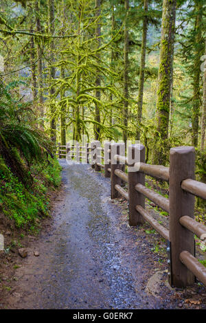 Sentier en boucle sud, partie de la piste de dix chutes à Silver Falls State Park dans l'Oregon. Banque D'Images