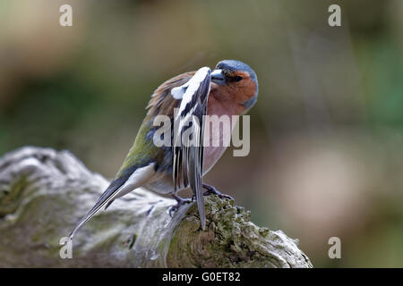 Chaffinch dressing up Banque D'Images