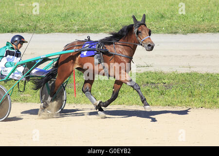 Courses de trot à l'Hippodrome Sibirskoe podvorie Banque D'Images