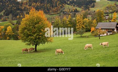 Le pâturage des bovins Simmental et paysage coloré d'automne Banque D'Images