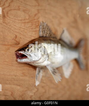 Le doré jaune avec la bouche ouverte Banque D'Images
