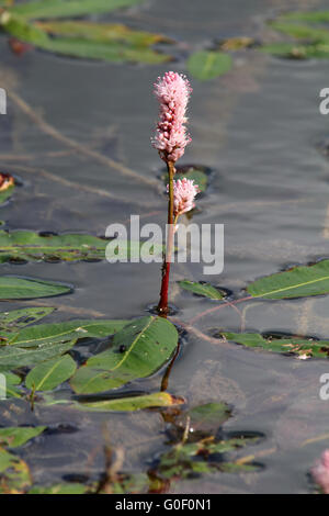 Persicaria amphibia, eau renouée du Japon Banque D'Images